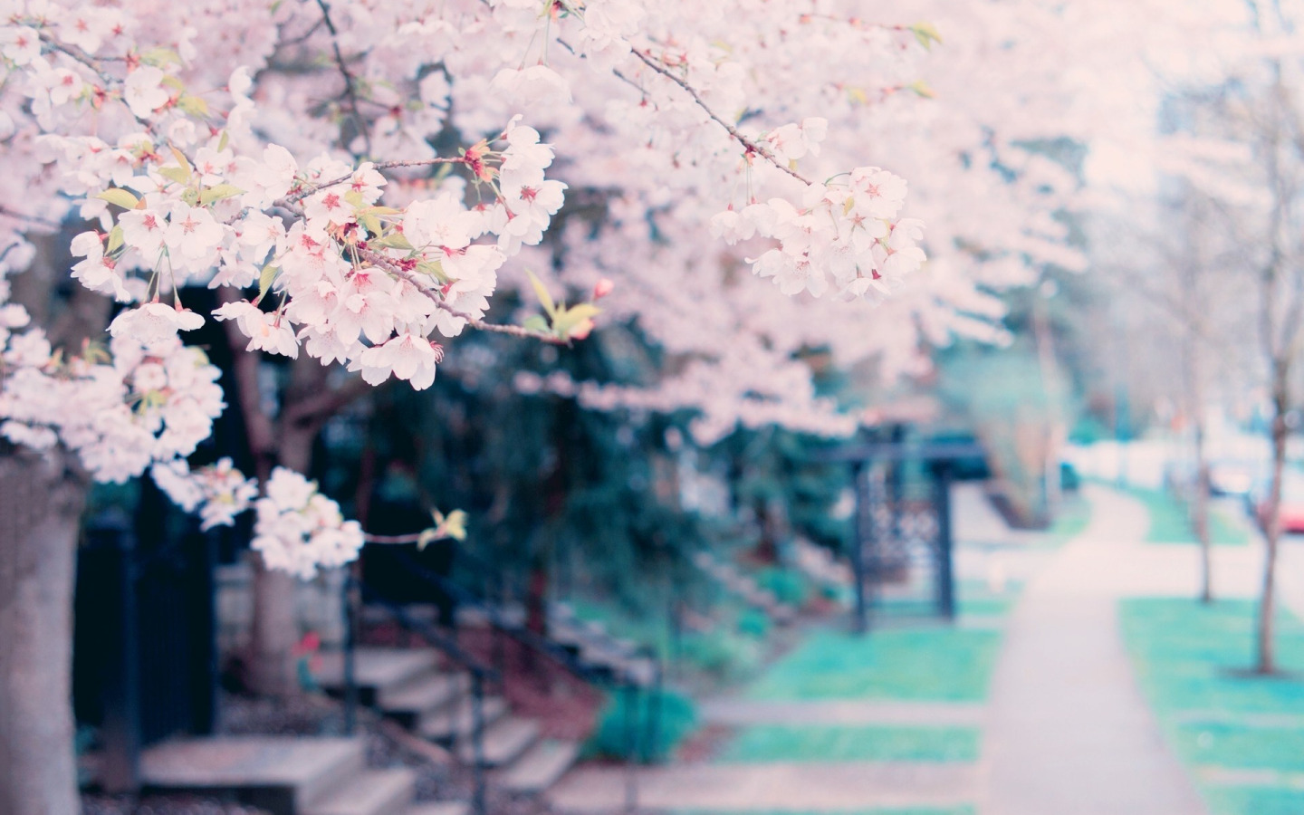 http://img1.goodfon.ru/original/1440x900/3/90/blossoms-spring-tree-cvety.jpg
