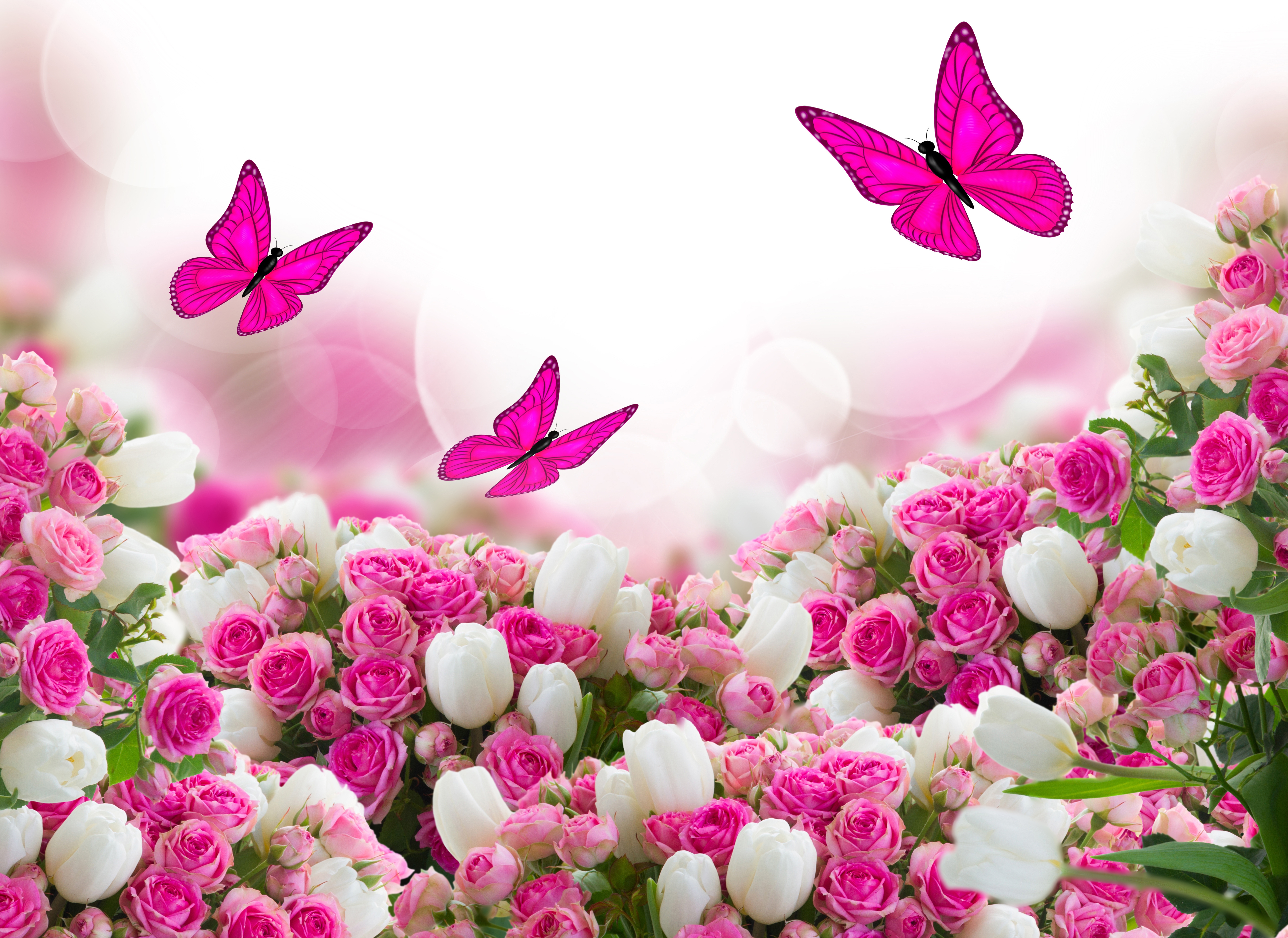 rozy-tyulpany-listiki-cvety-6269.jpg