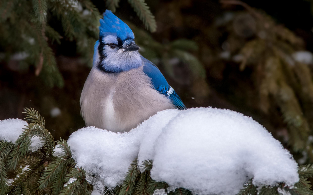 снег, птица, Голубая сойка. 