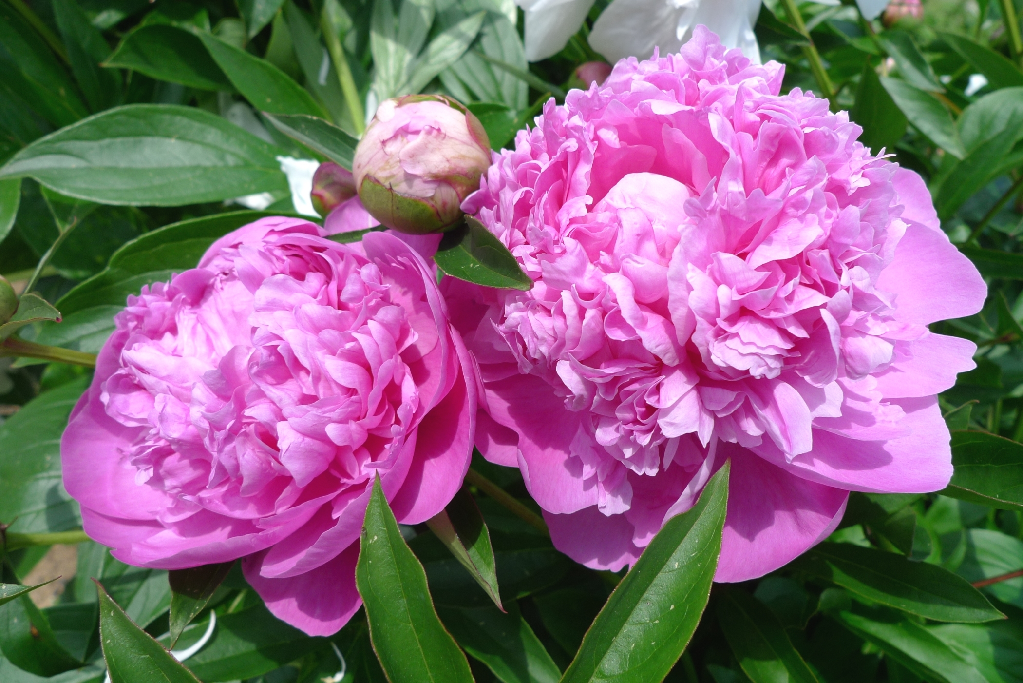 Скачать обои макро, розовый, пион, раздел цветы в разрешении 2100x1401.