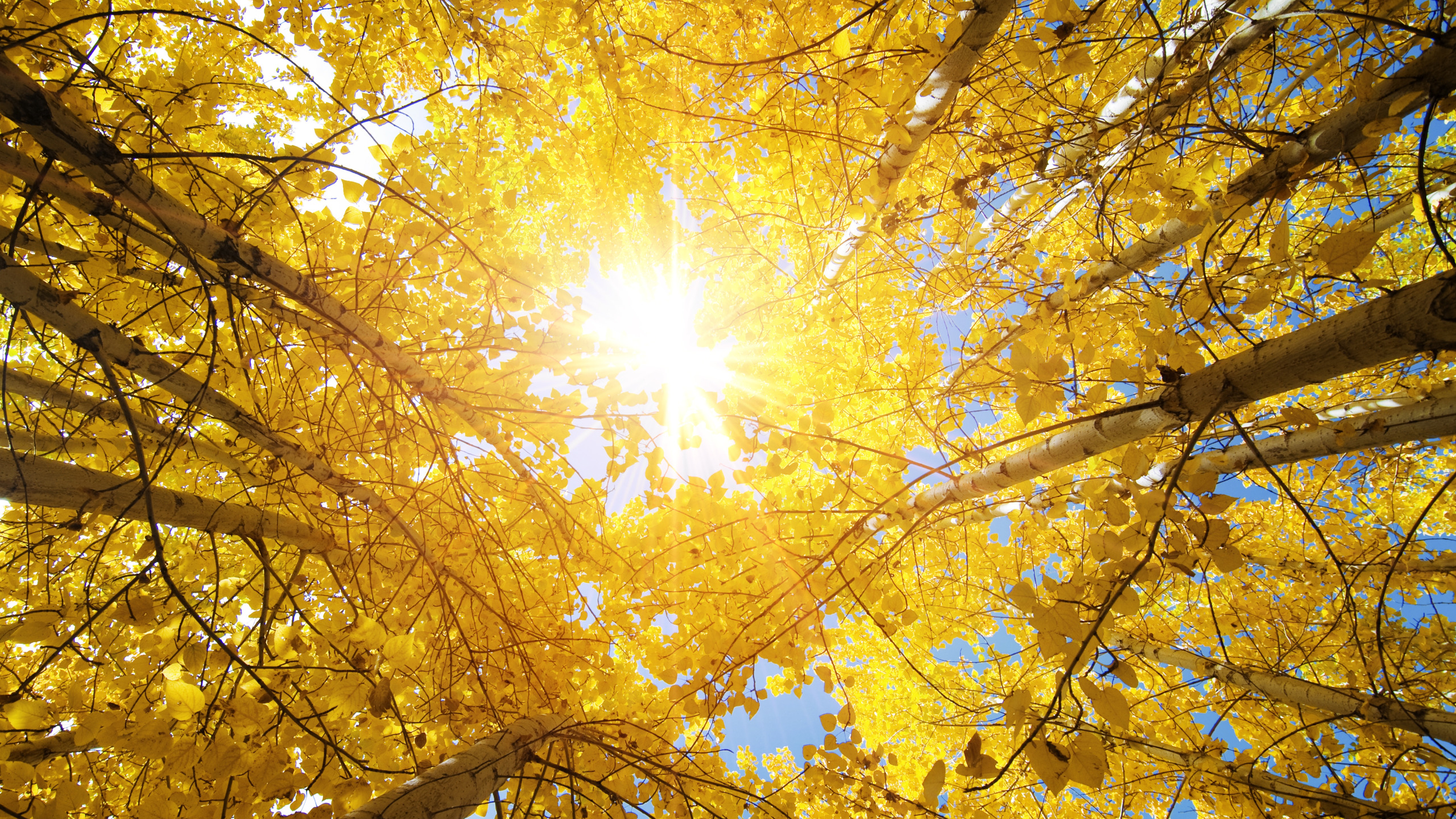 осень природа солнце картинки красивые