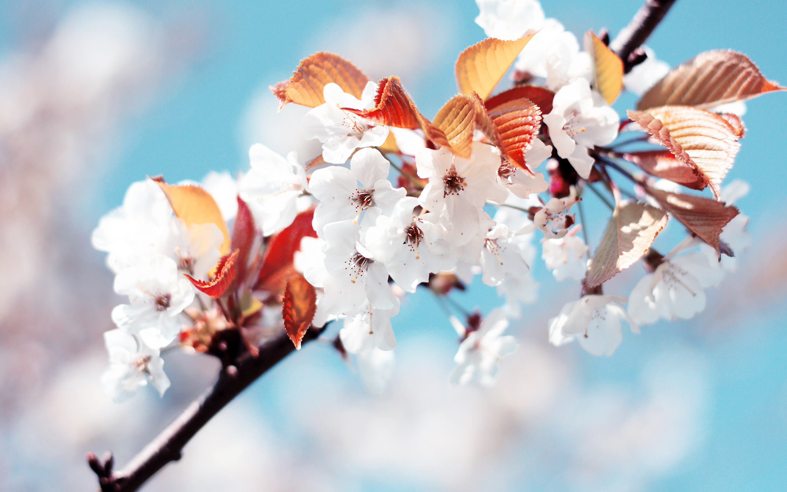 Скачать обои белый, вишня, весна, раздел цветы в разрешении 2560x1600.