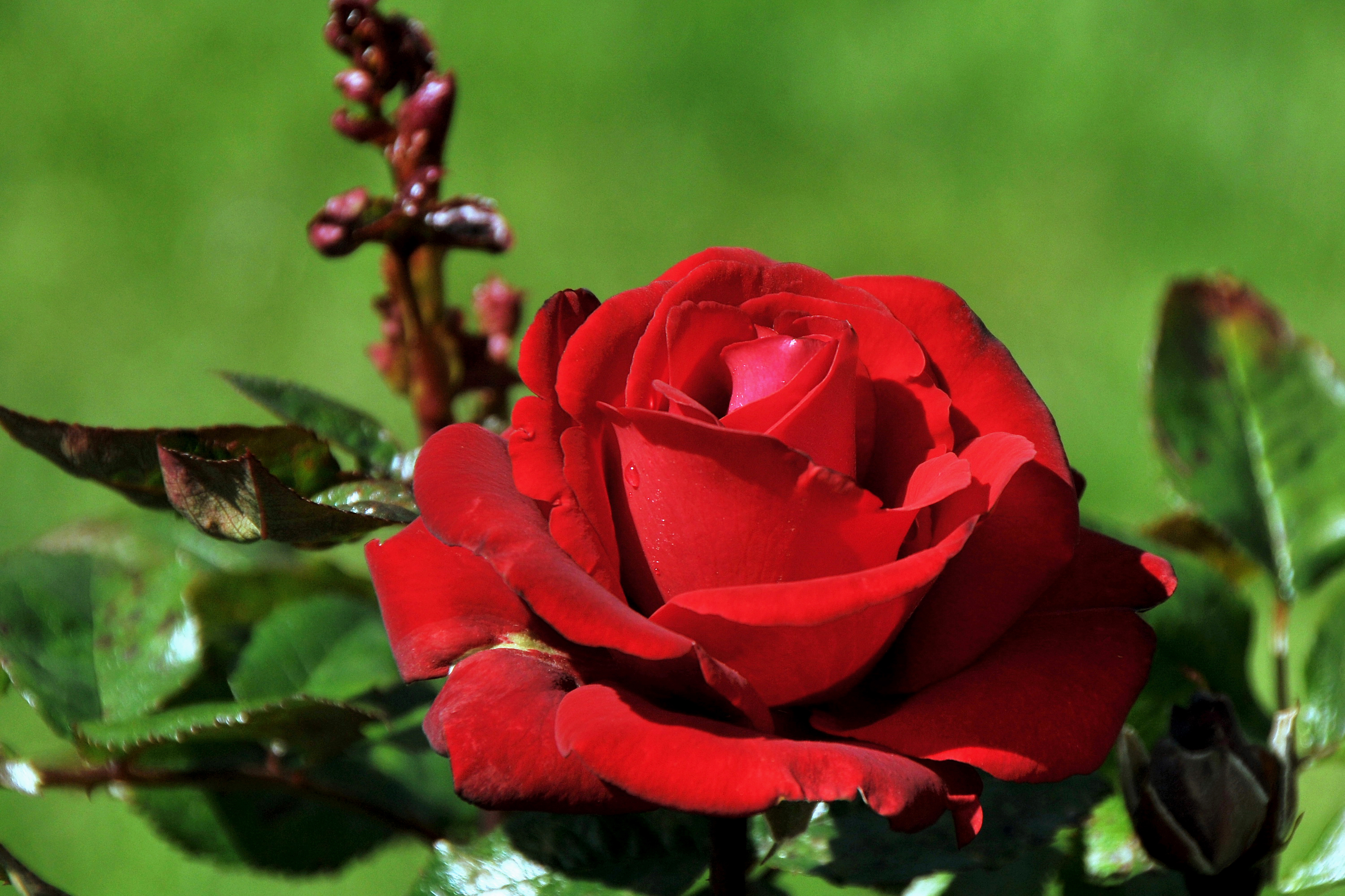 Скачать обои роза, rose, Red, красная, раздел цветы в разрешении 3000x2000.