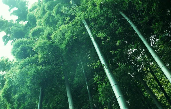 Картинка свет, зеленый, растения, бамбук