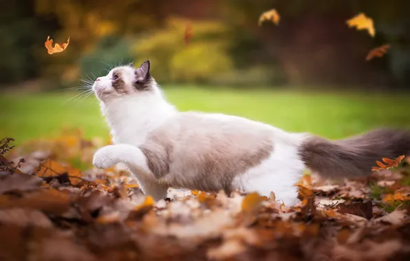 Картинка осень, кошка, листья, Рэгдолл