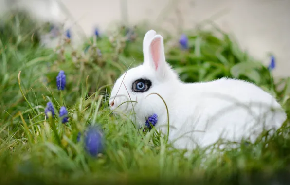 Картинка белый, трава, цветы, кролик, боке, белый кролик