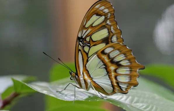 Картинка природа, лист, бабочка, крылья