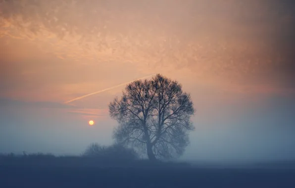 Картинка поле, солнце, закат, туман, дерево, вечер