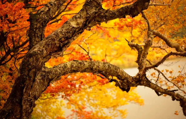 Картинка осень, листья, ветки, дерево, желтые, ствол