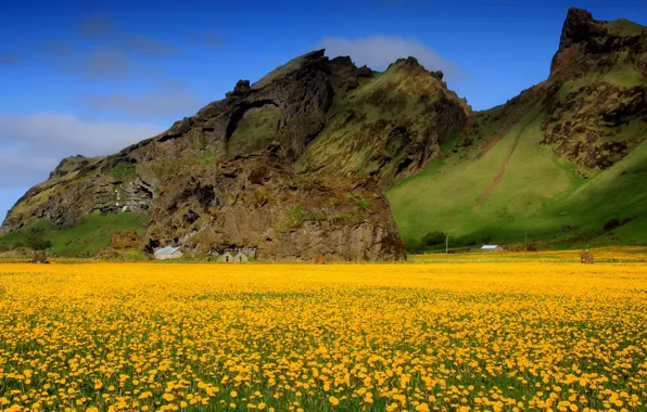 Картинка поле, небо, цветы, горы, весна, долина, одуванчики, жёлтые