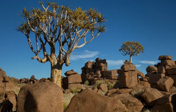 Картинка небо, деревья, пейзаж, камни, Африка, Намибия