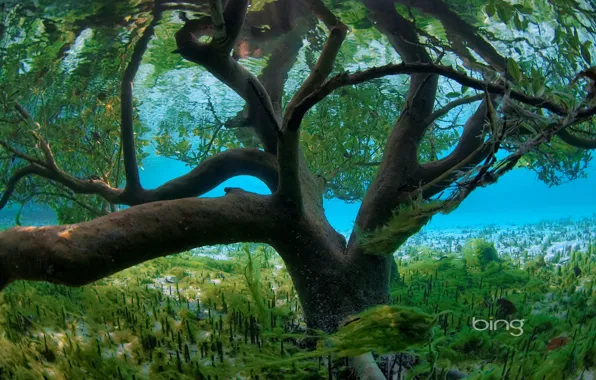 Картинка море, листья, вода, водоросли, дерево, дно, наводнение, потоп, подводный мир