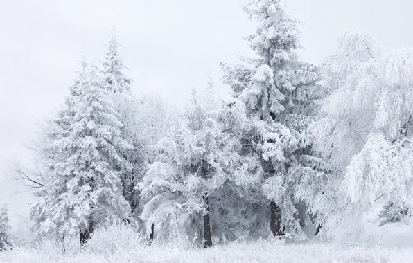 Картинка зима, лес, белый, снег, деревья