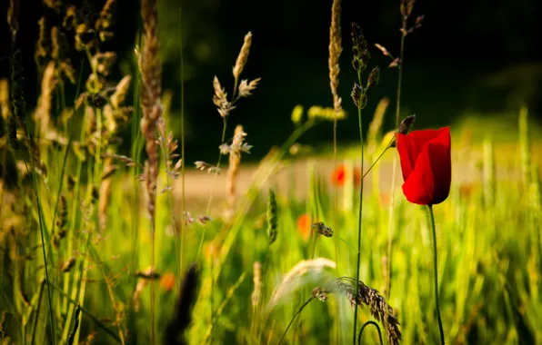 Картинка red, flower, nature, spring