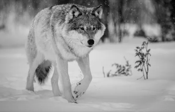 Картинка зима, волк, Nature, animals, winter, wolf