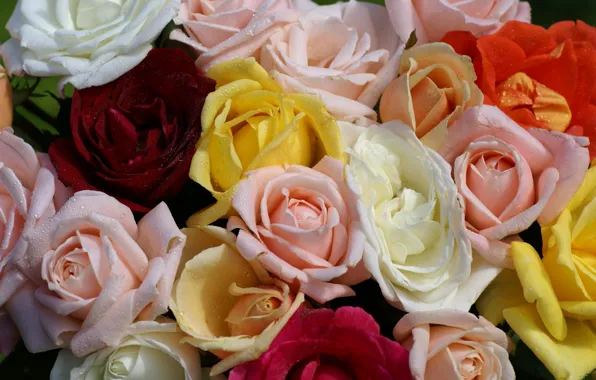 Картинка капли, роса, розы, желтые, розовые, белые, красная, разноцветные, много, разные, красивые