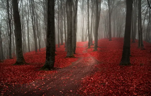 Картинка дорога, осень, лес, листья, деревья, природа, туман, пасмурно, красные, тропинка, бордовые