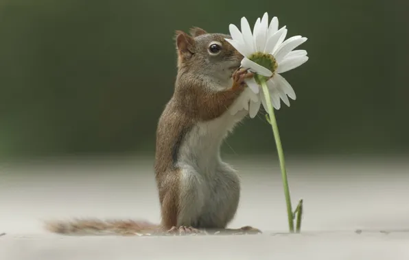 Картинка цветок, трава, ромашка, белка, grass, forest, flower, daisy, squirrel, Emi