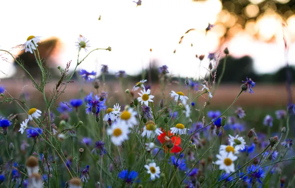 Картинка поле, небо, трава, цветы, ромашка, луг