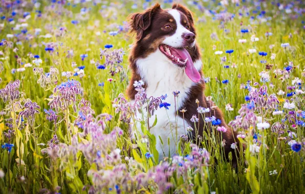 Картинка язык, радость, цветы, настроение, собака, луг, Австралийская овчарка