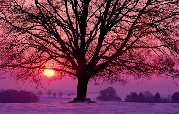 Картинка солнце, снег, деревья, закат, красный, дерево, сиреневый, Зима, вечер, малиновый