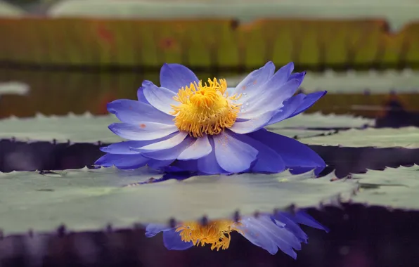 Картинка листья, вода, капли, пруд, отражение, пыльца, голубой, лотос, кувшинка, водяная лилия