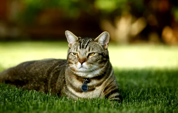 Картинка кошка, трава, природа, разновидность британской черепаховой, породистая