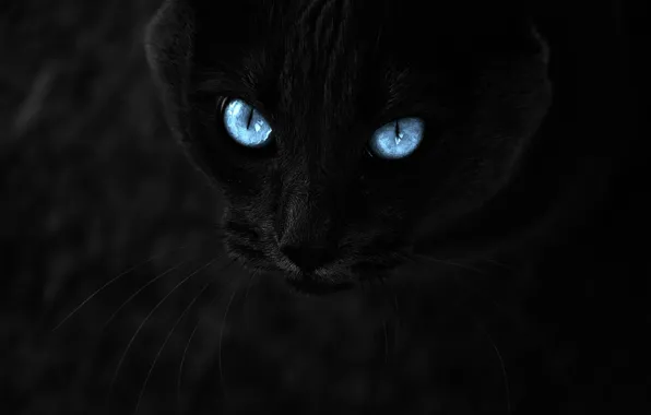Картинка взгляд, черный, Кот