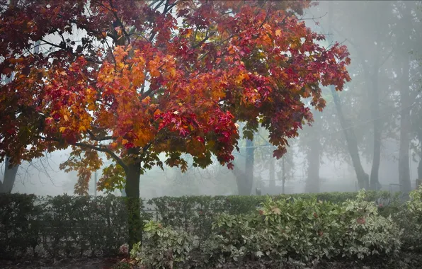 Картинка осень, деревья, туман, парк, кустарник