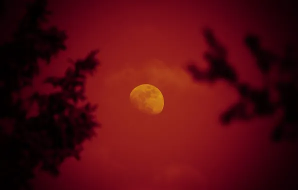 Картинка небо, деревья, ночь, луна, красная луна