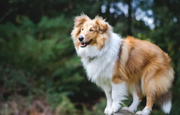 Картинка природа, собака, Шелти, Шетлендская овчарка