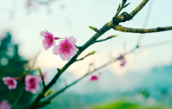 Картинка flower, sakura, bokeh, spring