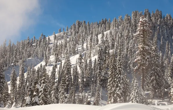 Картинка зима, небо, солнце, снег, деревья, гора, склон, Калифорния, США, Lassen Volcanic National Park