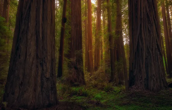 Картинка лес, деревья, Калифорния, США, штат, секвойи, Рэдвуд