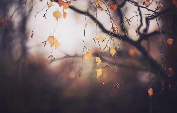 Картинка осень, ветки, дерево, листва, Ноябрь