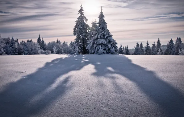 Картинка зима, небо, солнце, снег, деревья, горы, природа, дерево, ветер, вершины, елки, елка, высота, гора, ель, …