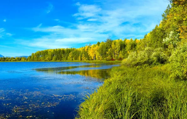 Картинка лес, небо, трава, деревья, река, голубое, Сибирь