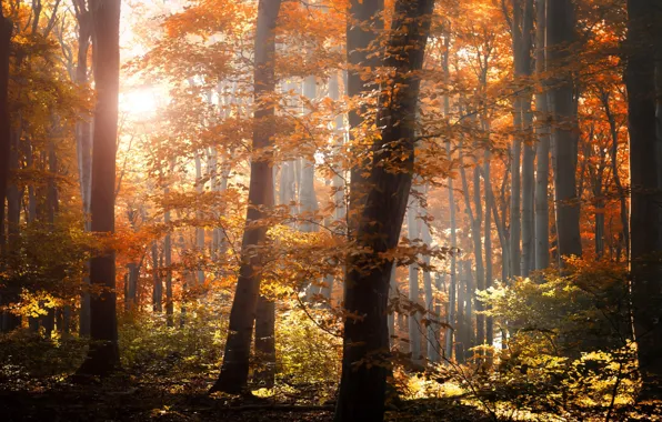 Картинка осень, лес, листья, свет, деревья, природа, листва, желтые, оранжевые