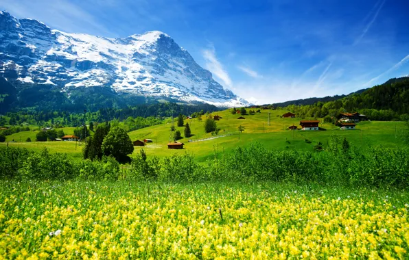 Картинка зелень, лес, трава, цветы, горы, поля, Швейцария, долина, ледник, домики
