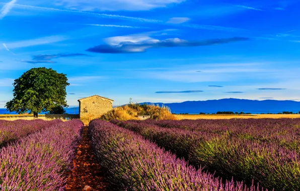 Картинка поле, дерево, Франция, домик, лаванда, Прованс, Provence