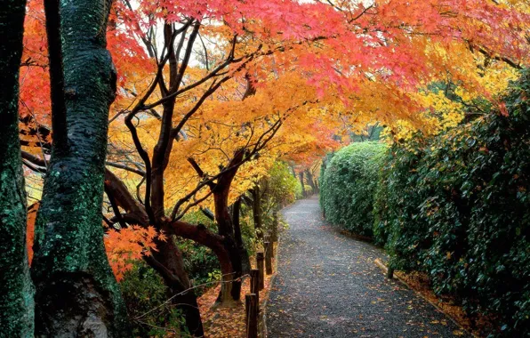 Картинка осень, листья, деревья, парк, Япония, сад, дорожка, кусты