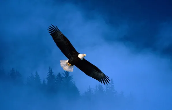 Картинка свобода, Eagle, Flight, полёт, Alaska, орёл