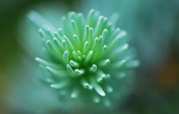 Картинка green, flower, macro, leaf