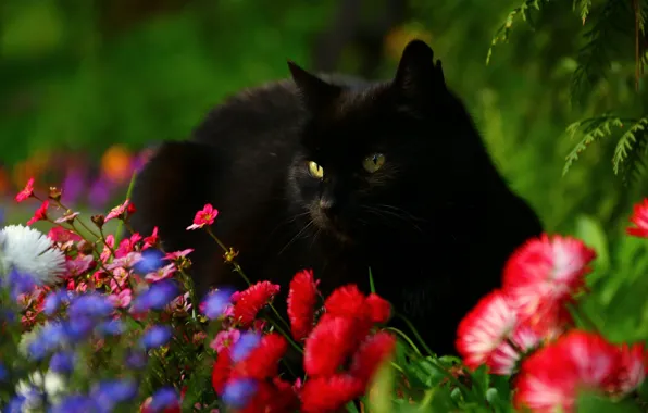 Картинка кот, цветы, маргаритки, чёрный кот
