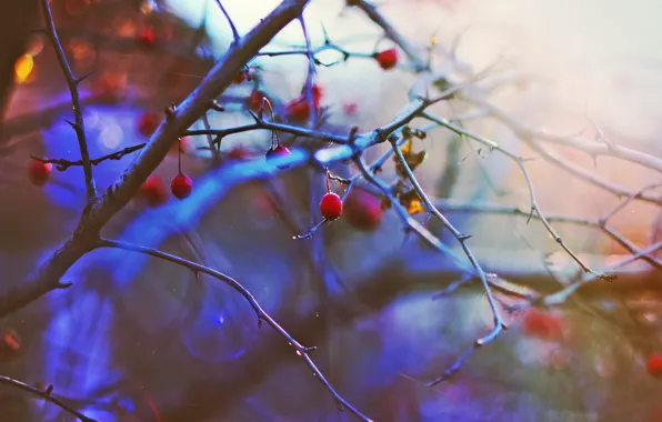 Картинка зима, солнце, закат, ягоды, настроение