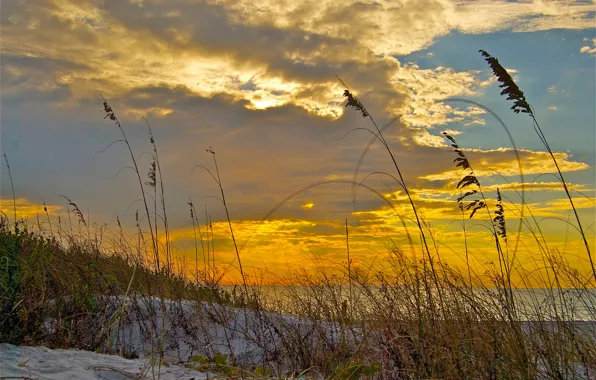 Картинка песок, море, небо, трава, облака, закат, берег, растение