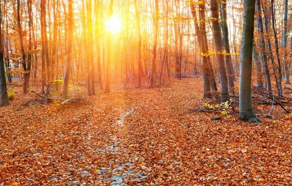 Картинка осень, лес, листья, деревья, листва, желтые, лучи солнца