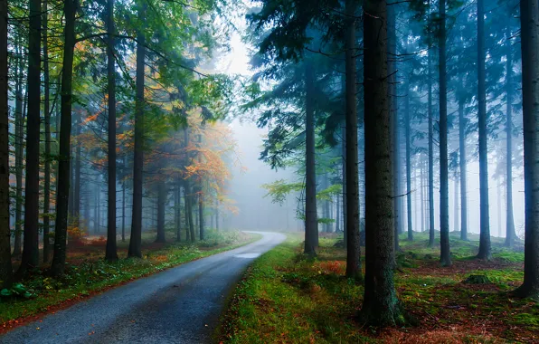 Картинка дорога, осень, деревья, природа, туман, стволы, Лес, ели, хвоя