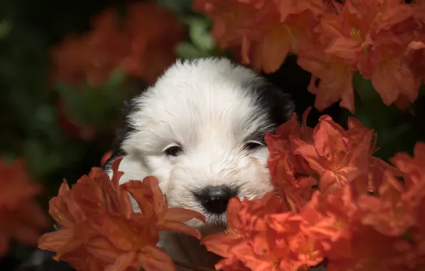 Картинка цветы, собака, мордочка, щенок, Бобтейл