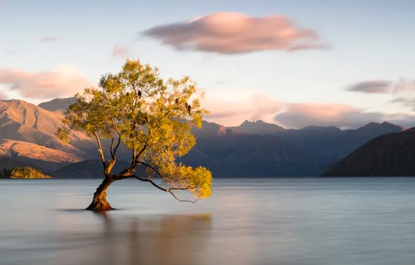 Картинка облака, горы, птицы, озеро, дерево, Новая Зеландия, Отаго, Ванака